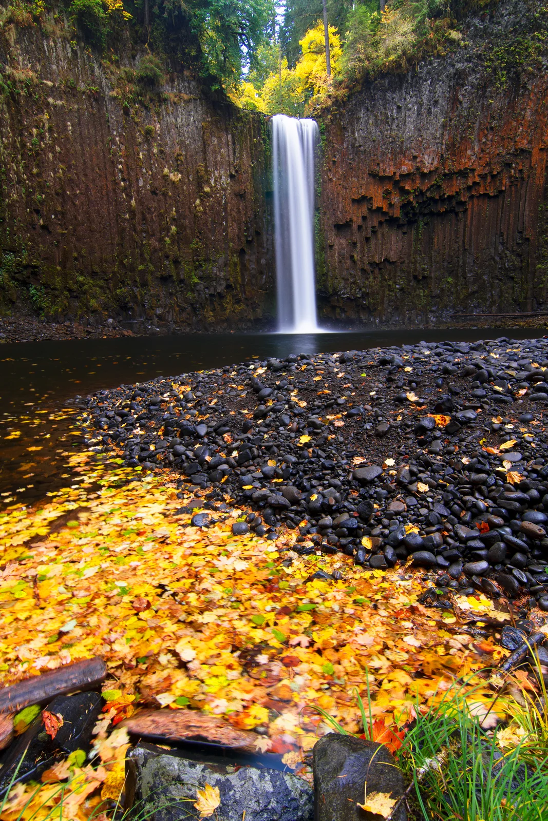 Abiqua Falls dropping through columnar basalt cliffs framed by autumn leaves