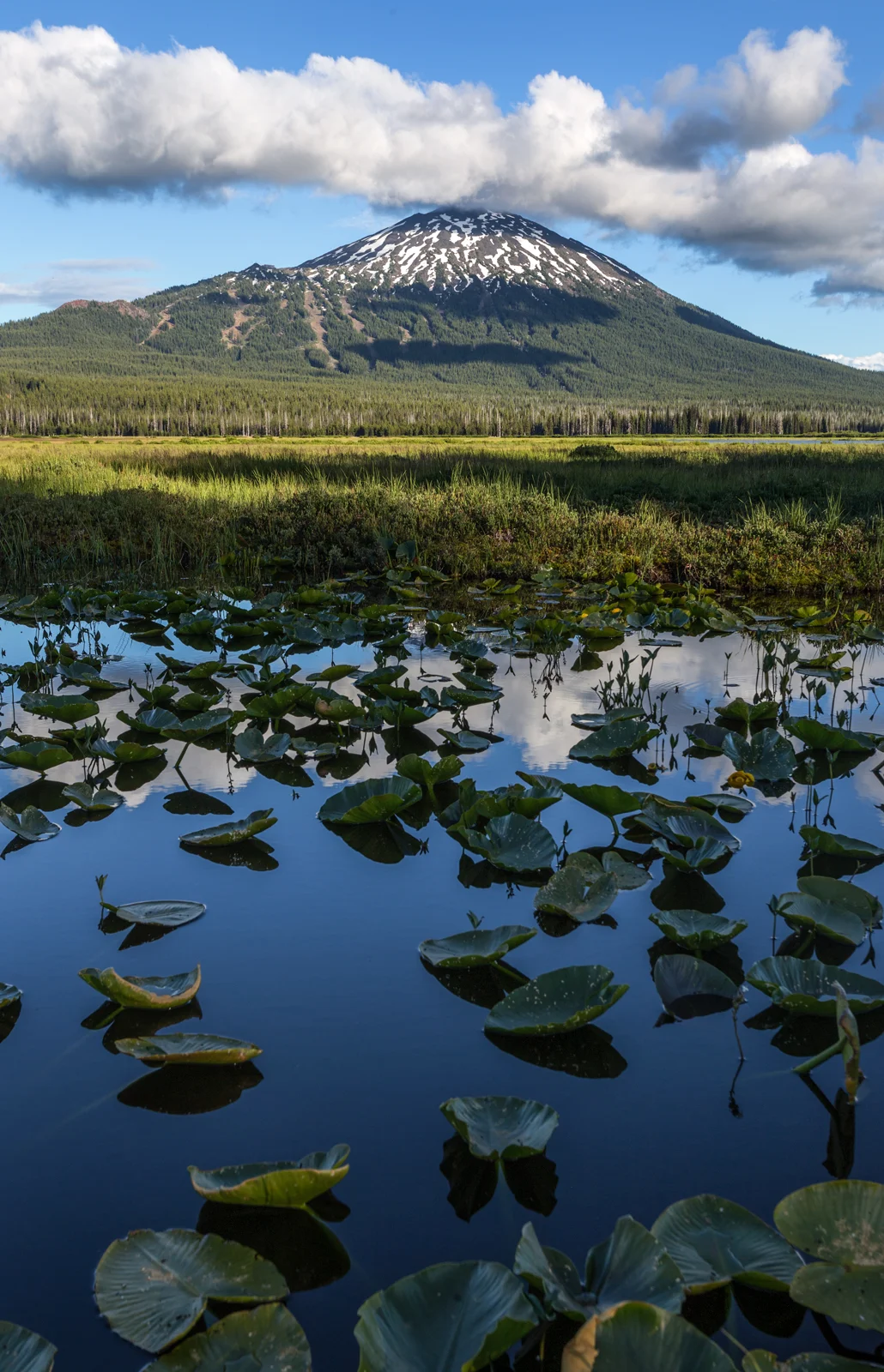 Mount Bachelor rising above a lily pad-covered wetland in summer