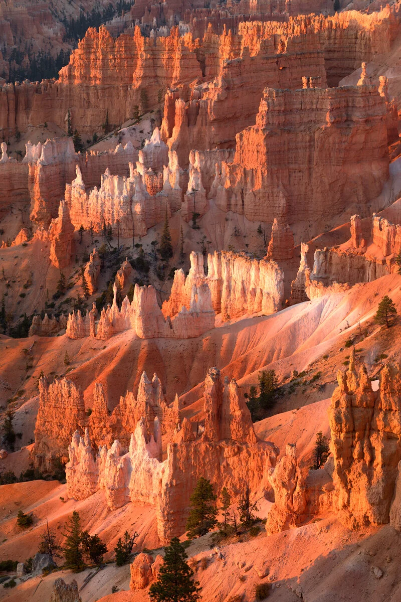 Rows of orange and white hoodoos glowing at sunrise in Bryce Canyon