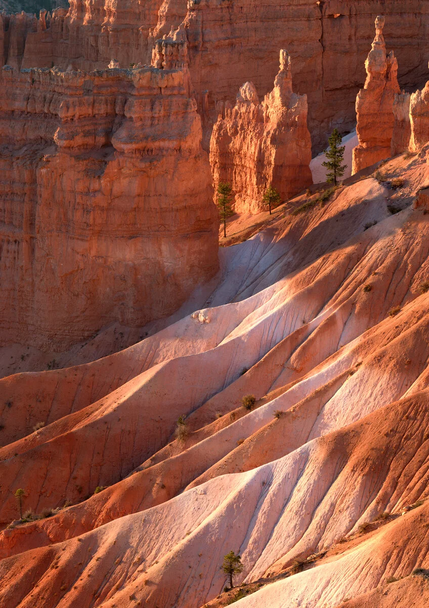 Hoodoo spires and pine trees lit by golden sunrise light in Bryce Canyon