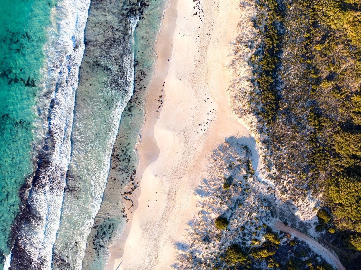 Aerial view of waves meeting a tree-lined sandy beach at Bunker Bay