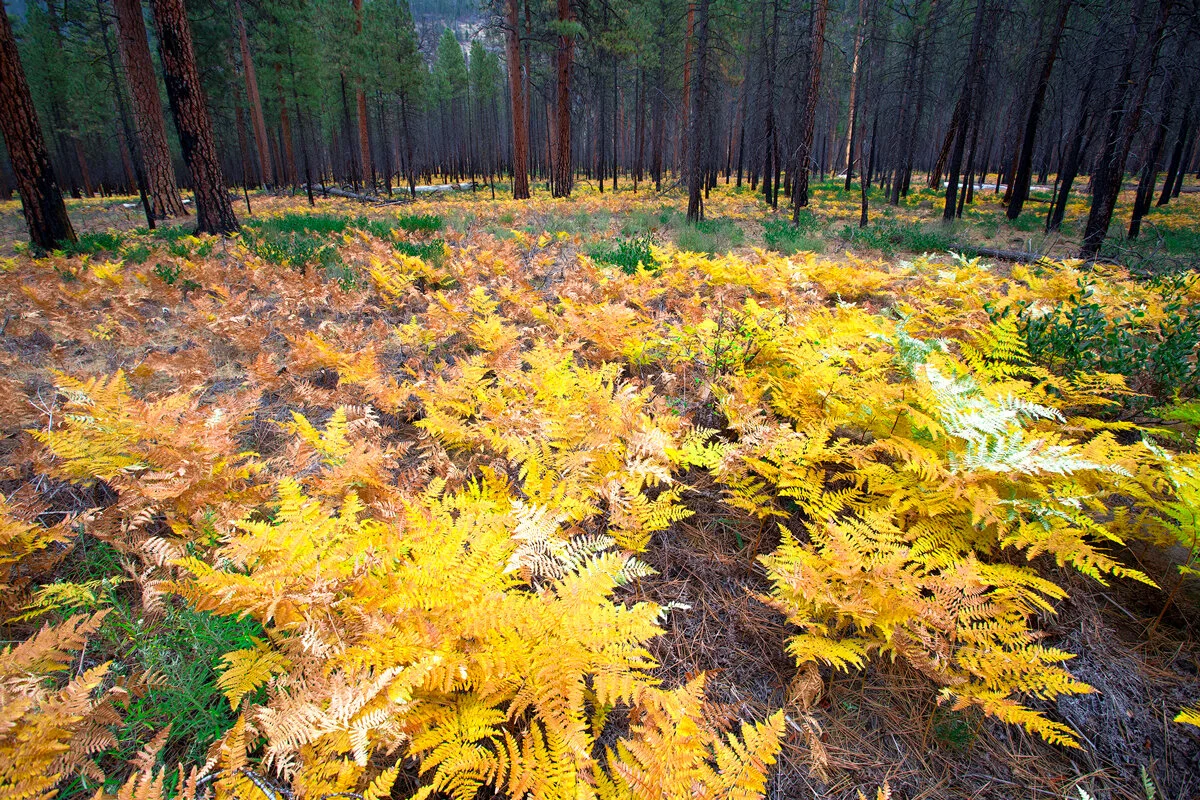 Golden autumn ferns carpeting a burned pine forest floor in Central Oregon