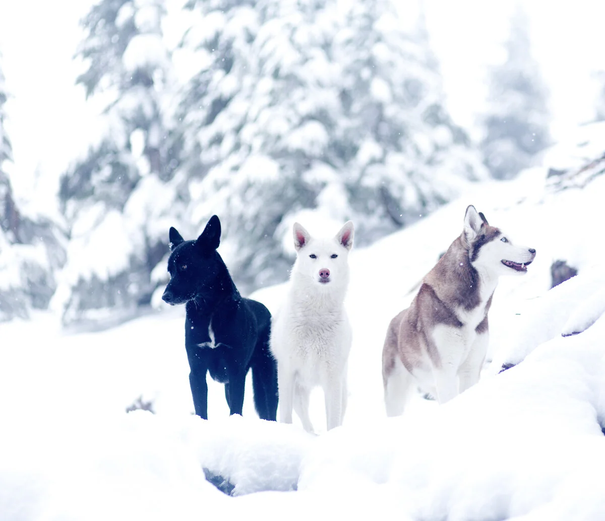 Three dogs of different colors standing together in falling snow
