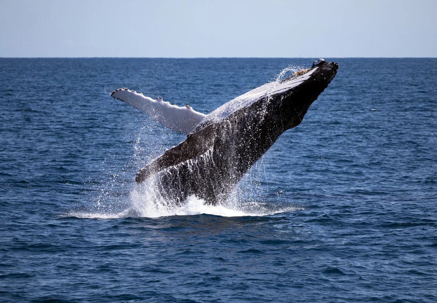 Humpback whale breaching fully out of the ocean
