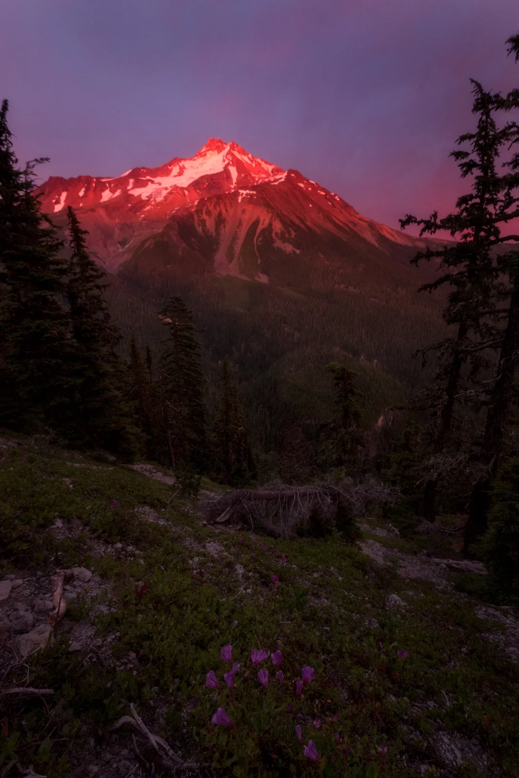 Mount Jefferson glowing red in alpenglow above a wildflower meadow