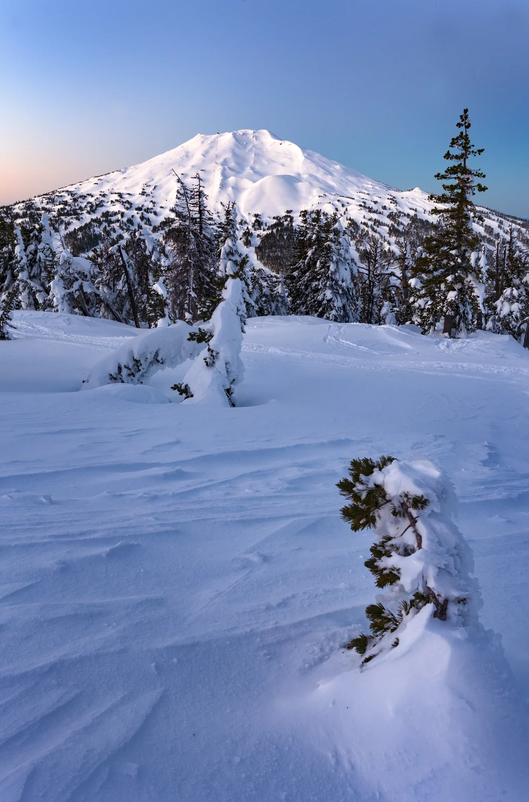 Snow-capped Mount Bachelor rising above snow-laden pine trees