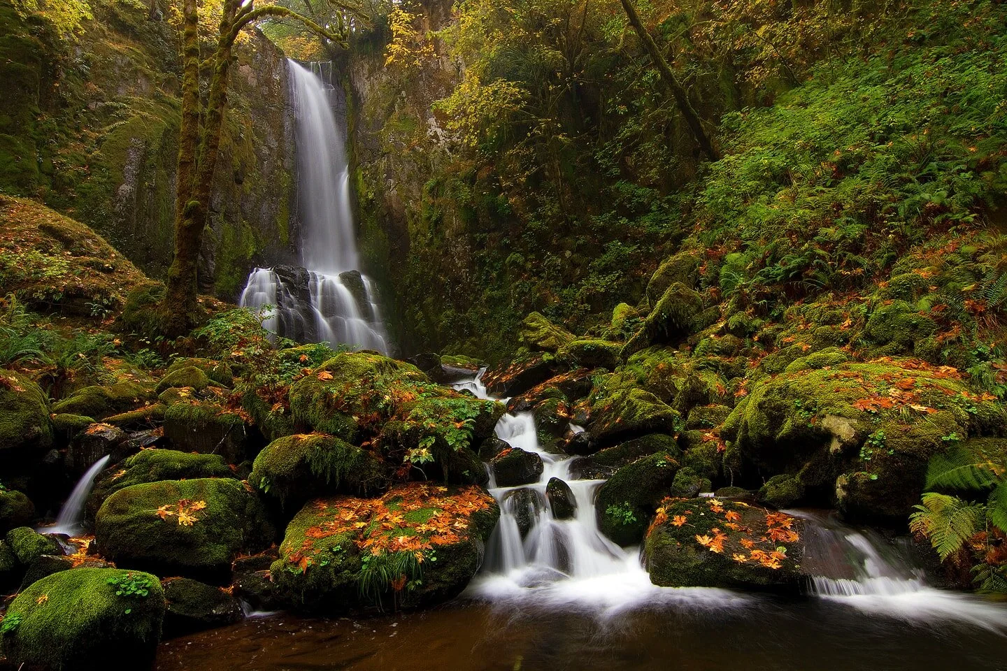 Two-tier waterfall dropping through a mossy, fall-leaf-covered Oregon forest