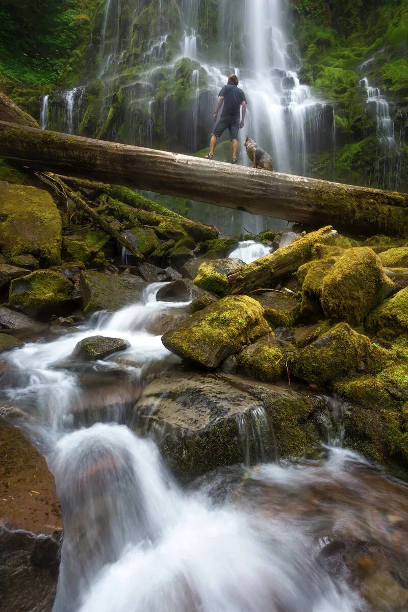 Hiker and dog pausing on a log below Proxy Falls' mossy cascades
