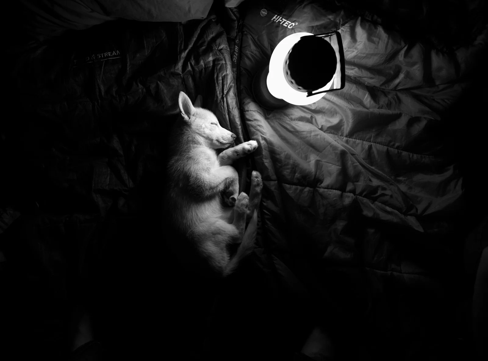 Sleeping husky puppy curled up beside a lantern in a tent