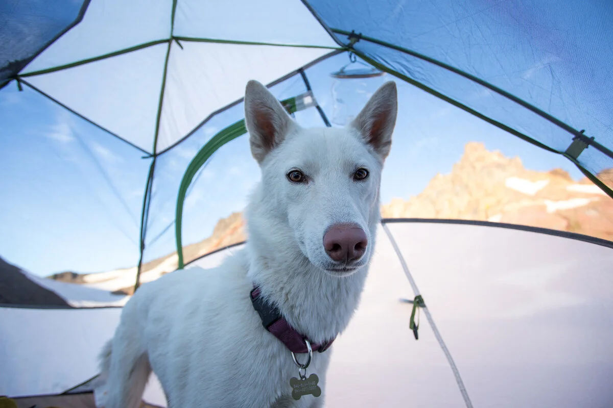 White dog peeking out of a tent with mountain peaks in the background