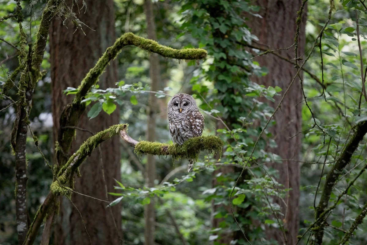 Spotted owl perched on a moss-covered branch in a forest