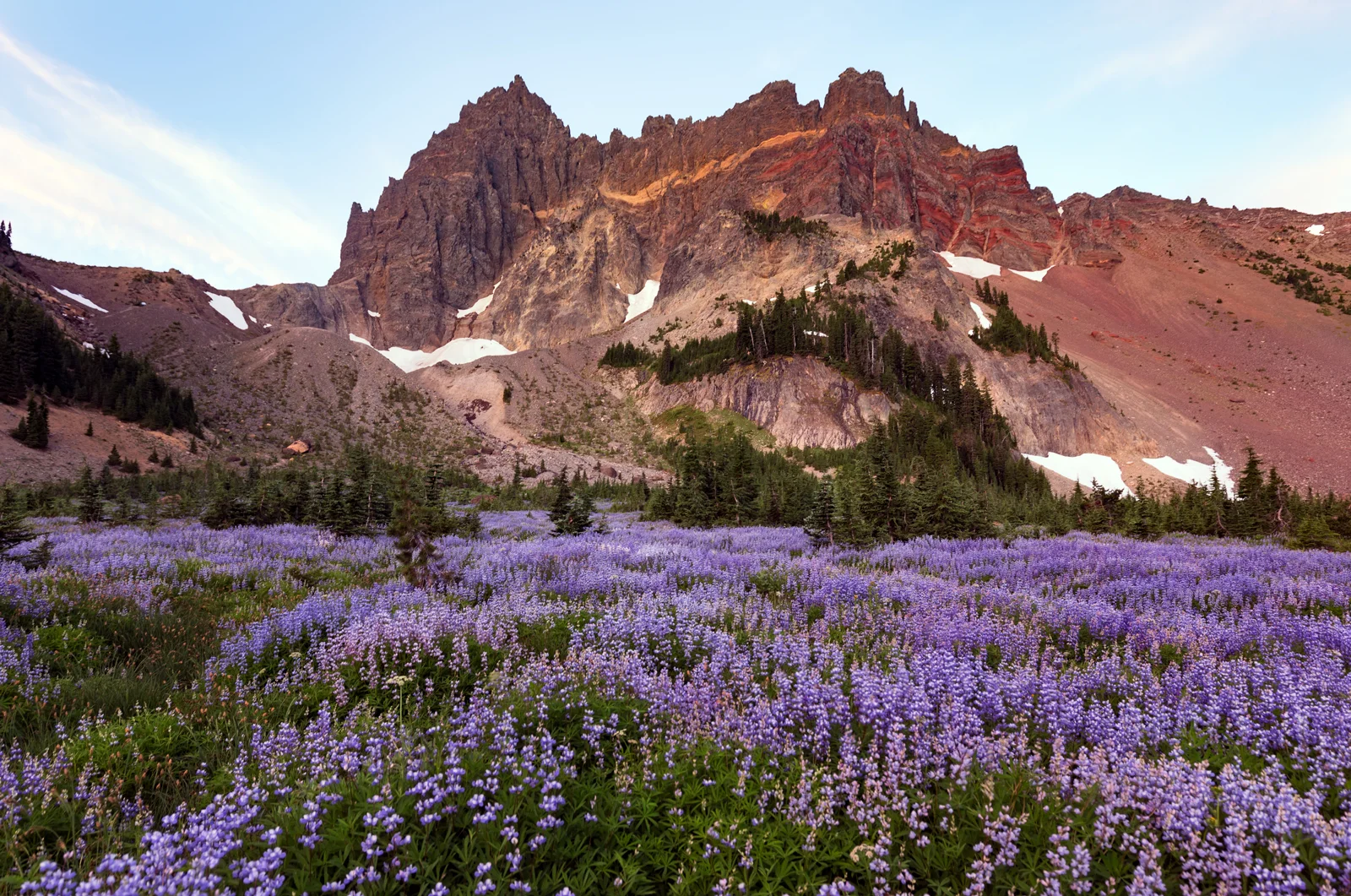 Three Fingered Jack's jagged peak above a lupine wildflower meadow
