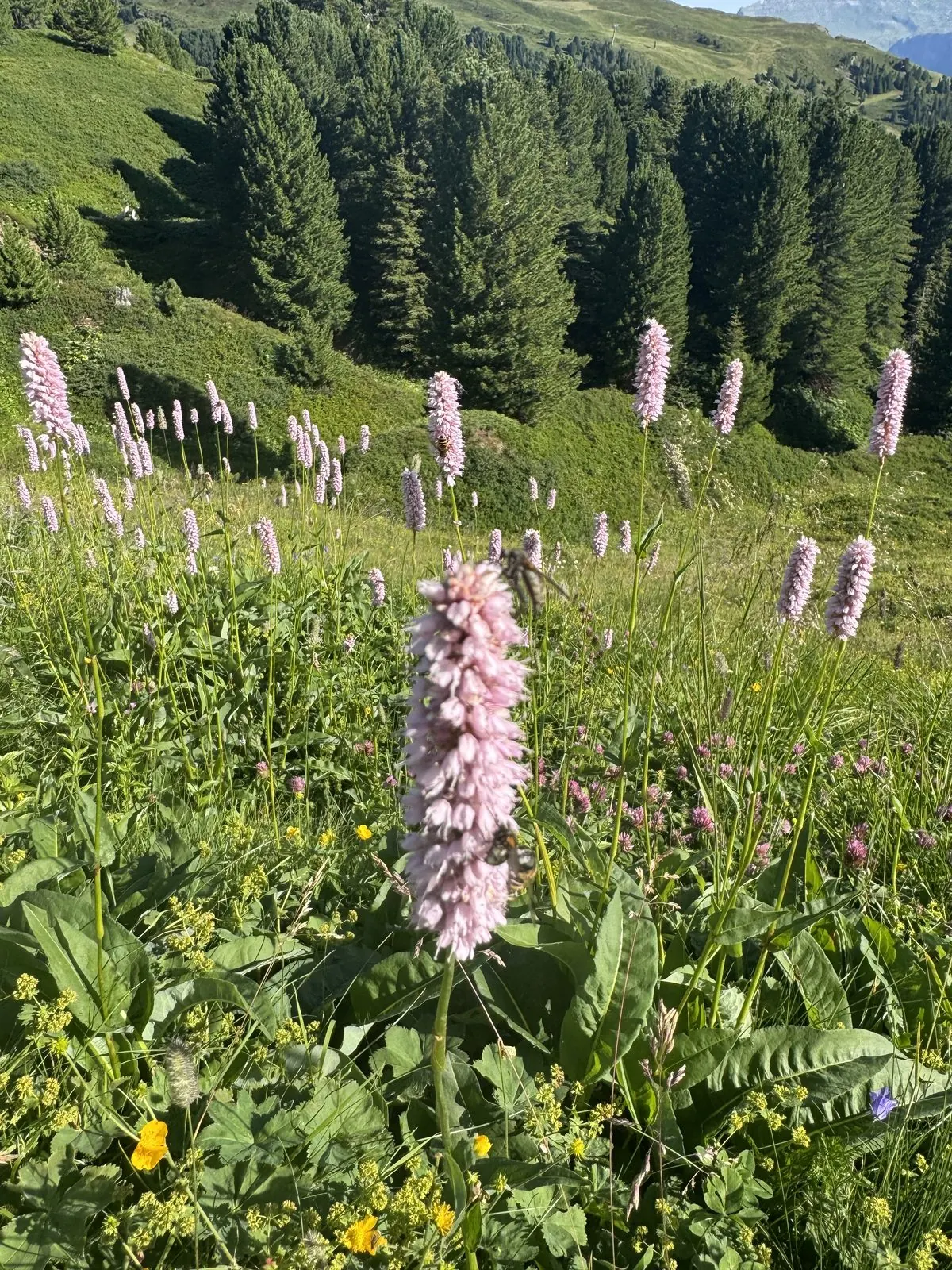 Day 2: Grindelwald to Wengen -- photo 6