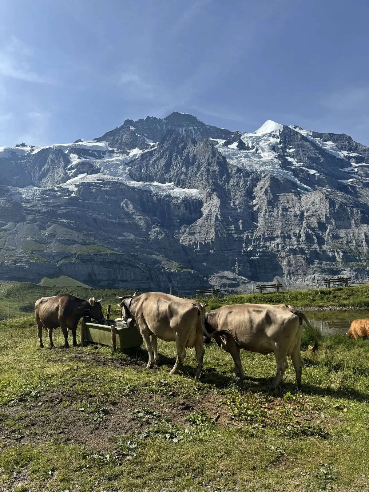Day 2: Grindelwald to Wengen -- photo 11