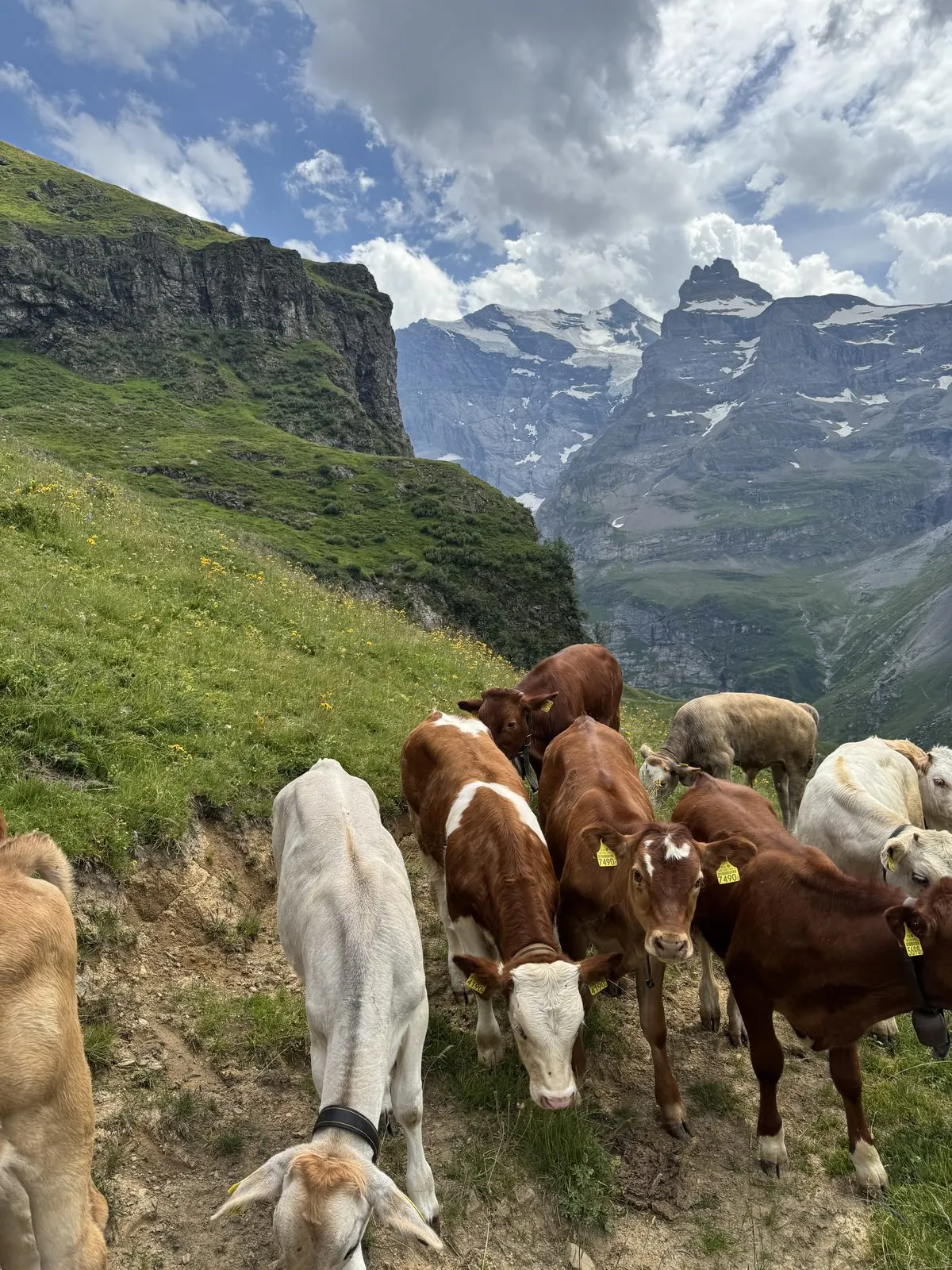 Day 3: Wengen to Griesalp -- photo 15