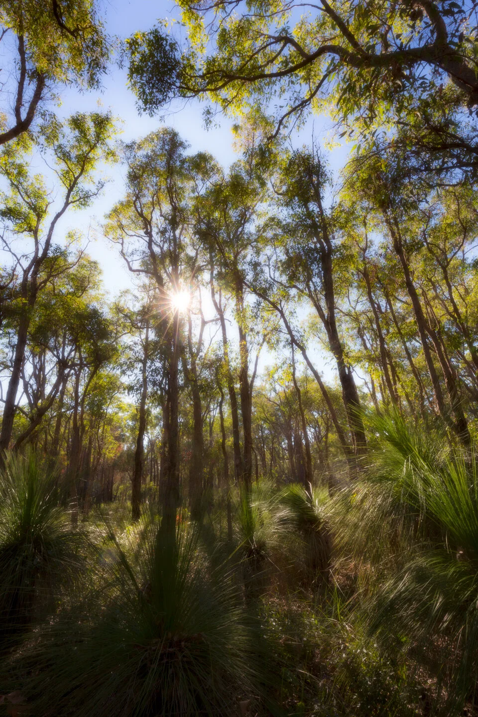 Sunlight bursting through eucalyptus trees above grass trees in the Western Australia bush
